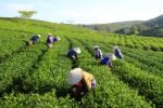 Dalat, Vietnam, June 30, 2016: A Group Of Farmers Picking Tea On A Summer Afternoon In Cau Dat Tea Plantation, Da Lat, Vietnam Stock Photo