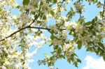 The Blooming Of Apple Trees Stock Photo