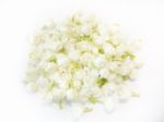 Beautiful Jasmine Flowers On White Background Stock Photo