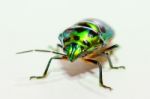 
Metallic Wood-boring Beetle Stock Photo