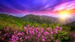 Beautiful Pink Flowers On Mountains At Sunset, Hwangmaesan Mountain In South Korea Stock Photo