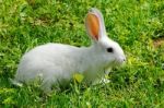 White Rabbit Stock Photo