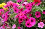 Display Of Brightly Coloured Petunias At Butchart Gardens Stock Photo