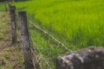 Fenced Field With Green Grass Stock Photo