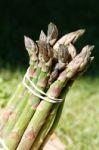 Asparagus Bundle Stock Photo