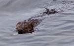 Beautiful Isolated Picture Of A Beaver Swimming In The Lake Stock Photo