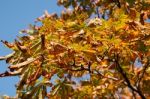 Colorful Chestnut Tree In Autumn Light Stock Photo