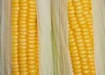 Sweet Corn Stock Photo