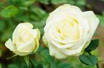 White Rose Close Up Stock Photo