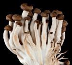 Mushrooms On A Black Background Stock Photo