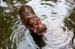 Hippopotamus Standing In Water Stock Photo