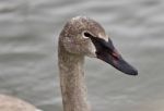 Isolated Image Of A Trumpeter Swan Swimming Stock Photo