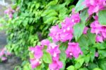 Colorful Bougainvillea Flower On Nature Background Stock Photo