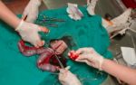 Surgery Of Pyometra (uterus Infection) In The Dog Stock Photo