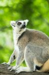 Ring Tailed Lemur Stock Photo
