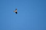 European Sparrowhawk (accipiter Nisus) Stock Photo