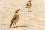 Galapagos Hood Mockingbird Stock Photo