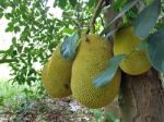 Jackfruit On The Tree Stock Photo
