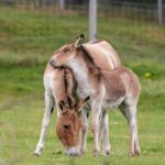 Przewalski Horse (equus Ferus Przewalskii) Stock Photo