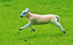 Gambolling Lamb Stock Photo