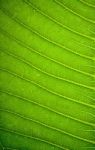 Fresh Green Leaf Texture Background Stock Photo