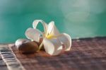 Plumeria Stock Photo