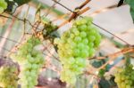 Bunches Of Grapes Hang From A Vine Stock Photo