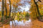 Forest Pond Covered With Autumn Leaves Of Beech Trees Stock Photo