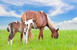 Brown White Mare And Foal With Sky Background Stock Photo