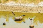 Black Necked Stilts On Santa Cruz Island In Galapagos Stock Photo