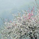 Peach Trees Blossoming Stock Photo