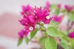 Close Up Bunch Of Purple Bougainvillea Flower In The Garden Stock Photo