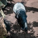 Malayan Tapir (tapirus Indicus) At The Bioparc In Fuengirola Stock Photo