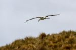 Northern Royal Albatross (diomedea Sanfordi) Stock Photo