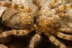 Zoropsis Spinimana Spider Stock Photo