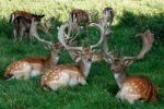 Three Deer Stock Photo