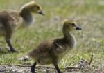 Beautiful Picture With A Pair Of Chicks Of The Canada Geese Stock Photo