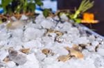 Various Fresh Seafood On Ice Exposition At The Outdoor Restauran Stock Photo