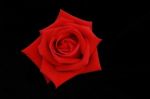 Top View Of The Red Rose Flower Isolated On Black Screen Stock Photo