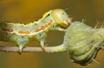 Green Caterpillar Stock Photo
