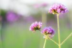 Purple Flowers With Natural Green Stock Photo