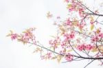 Blooms Sakura With Sky Stock Photo