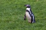 Humboldt Penguin (spheniscus Humboldti) Stock Photo