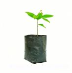 Little Plant In Black Pot Stock Photo