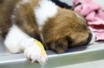 Illness Puppy ( Thai Bangkaew Dog ) With Intravenous Drip On Operating Table In Veterinarian's Clinic Stock Photo