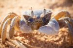 Red Sea Ghost Crab, Ocypode Saratan Stock Photo