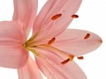 Stamens And Pistil Of Pink Lily Stock Photo