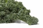 Curly Leaf Kale Stock Photo