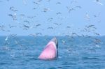 Bryde Whale And Seagull Stock Photo