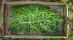 Dill In The Box Top View Stock Photo